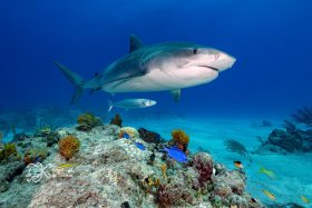 Tiger Shark Over the Reef