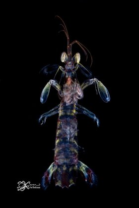 Mantis Shrimp