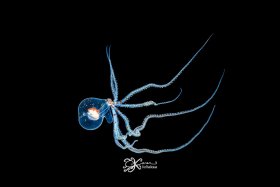 Wunderpus