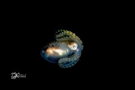 Larval Octopus