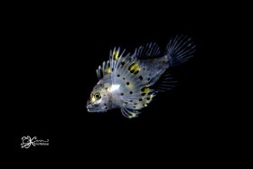 Larval Lionfish