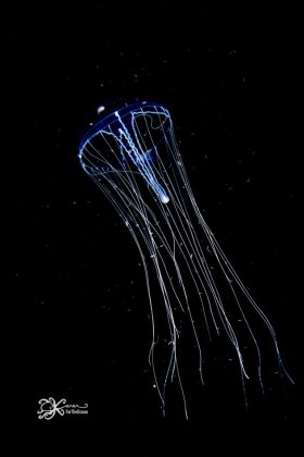 Cobalt Jellyfish