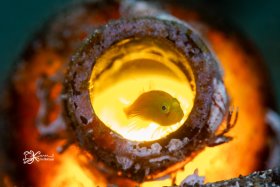 Lemon Goby in a Bottle