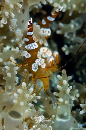 Sexy Shrimp