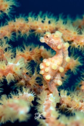 Pygmy Seahorse Yellow