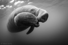 © Adam Berry - All Rights Reserved