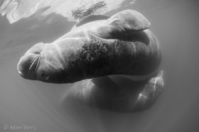 © Adam Berry - All Rights Reserved
