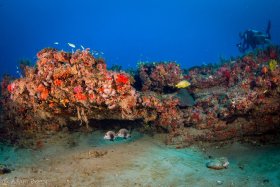 Reef