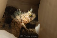Decorated Warbonnet amidst Metridium, Washington State, USA