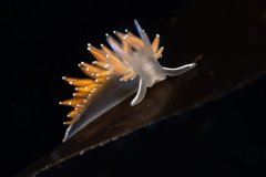 Red-Gilled Nudibranch on a blade of Kelp, Washington State, USA