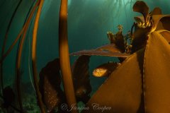 Little Gunnel hunting and blending in with the Kelp Fronds, Olympic Peninsula, Wahington State, USA
