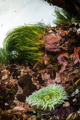 Green Anemone with Surfgrass, Washington State, USA