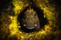 Molly Miller Blenny at the Jetties, Gulf of Mexico, Florida, USA