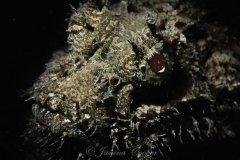 Scorpionfish laying in wait for Dinner, Riviera Beach, Florida, USA