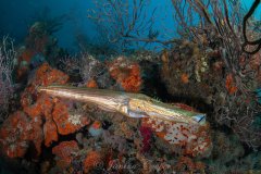 Atlantic Trumpetfish by the Reef near Riviera Beach, Florida, USA