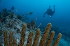Exploring the Reef, Key Largo, Florida, USA