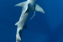 Lemon Shark and Sunbeams, Florida, USA