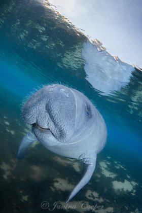 Juvenile Manatee saying Hello, Florida, USA