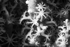 Polyps on a Sponge, Florida, USA