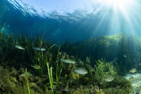 Freshwater Habitat in Florida, USA