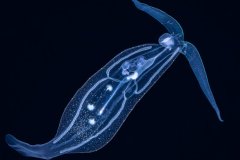 Pelagic Nudibranch Encounter in the Gulf Stream, Florida, USA
