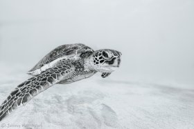 Aloha