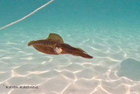 Cuttlefish in shallows, off of Russell Island, North Eleuthera, Bahamas
