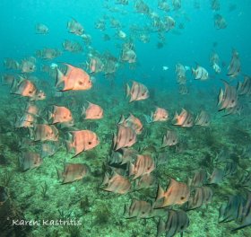 School of spadefish over Reef off Boca Raton