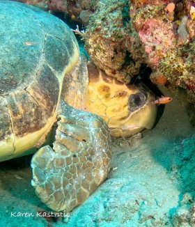 Tired loggerhead turtle resting under reef edge, Palm Beach