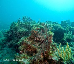 Reef edge, Boca Raton