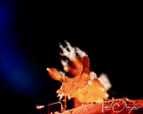 Spotted-Foot Plocamopherus (Plicamopherus Maculapodium)