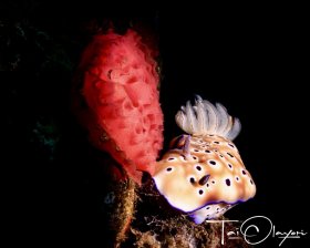 Hypselodoris Tryoni with Eggs