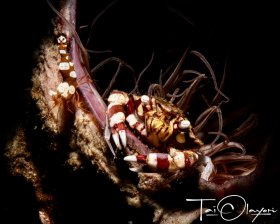 Sexy Meets Rugged. Sexy Shrimp (Thor Ambioneesis) and Harlequin Crab