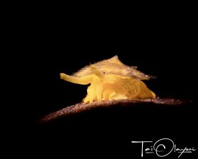 Yellow Umbrella Slug (Tylodina sp.)