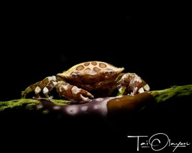Harlequin crab (Lissocarcinus Orbicularis). Commensal Crab Living on a Sea Cucumber