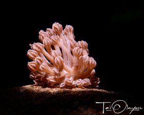 Phyllodesmium Rudmani