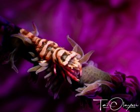 Whip Coral Shrimp