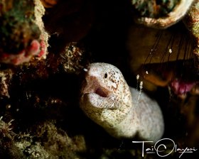 Peppered Moray
