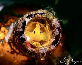 Goby in a Bottle