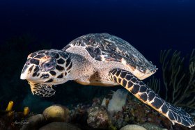 Turtle checking out my dome, Roatan