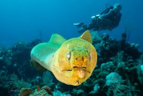 Free swimming moray eel coming right into my dome