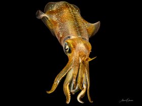 Reef Squid at night, Roatan