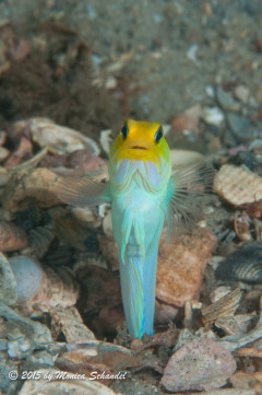 Hey, Over Here - This yellowhead jawfish seems to be looking for love .