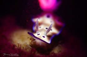 © Tamara Christian, All Rights Reserved