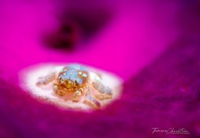 © Tamara Christian, All Rights Reserved