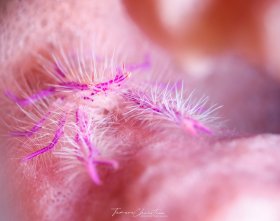 © Tamara Christian, All Rights Reserved