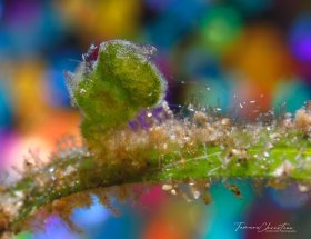 © Tamara Christian, All Rights Reserved