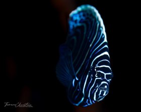 © Tamara Christian, All Rights Reserved