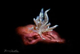 © Tamara Christian, All Rights Reserved
