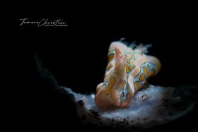 © Tamara Christian, All Rights Reserved